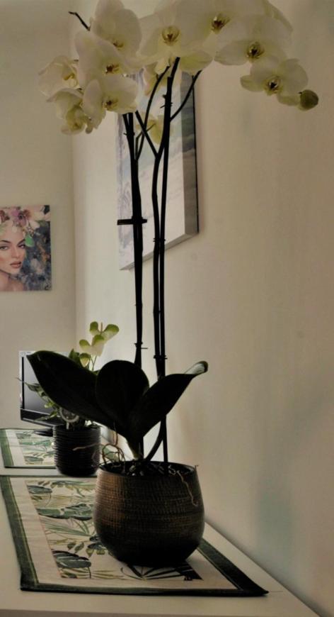 סנרמו Cristina Home Centralissimo Citra , 008055-Lt-1538 מראה חיצוני תמונה